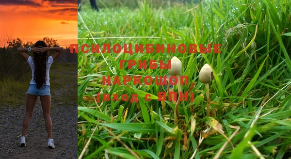крисы Алзамай